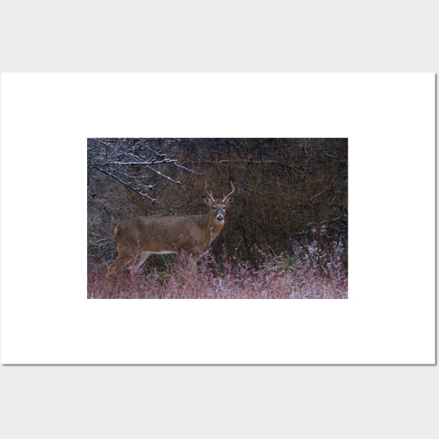 Snowy Buck - White-tailed deer Wall Art by Jim Cumming